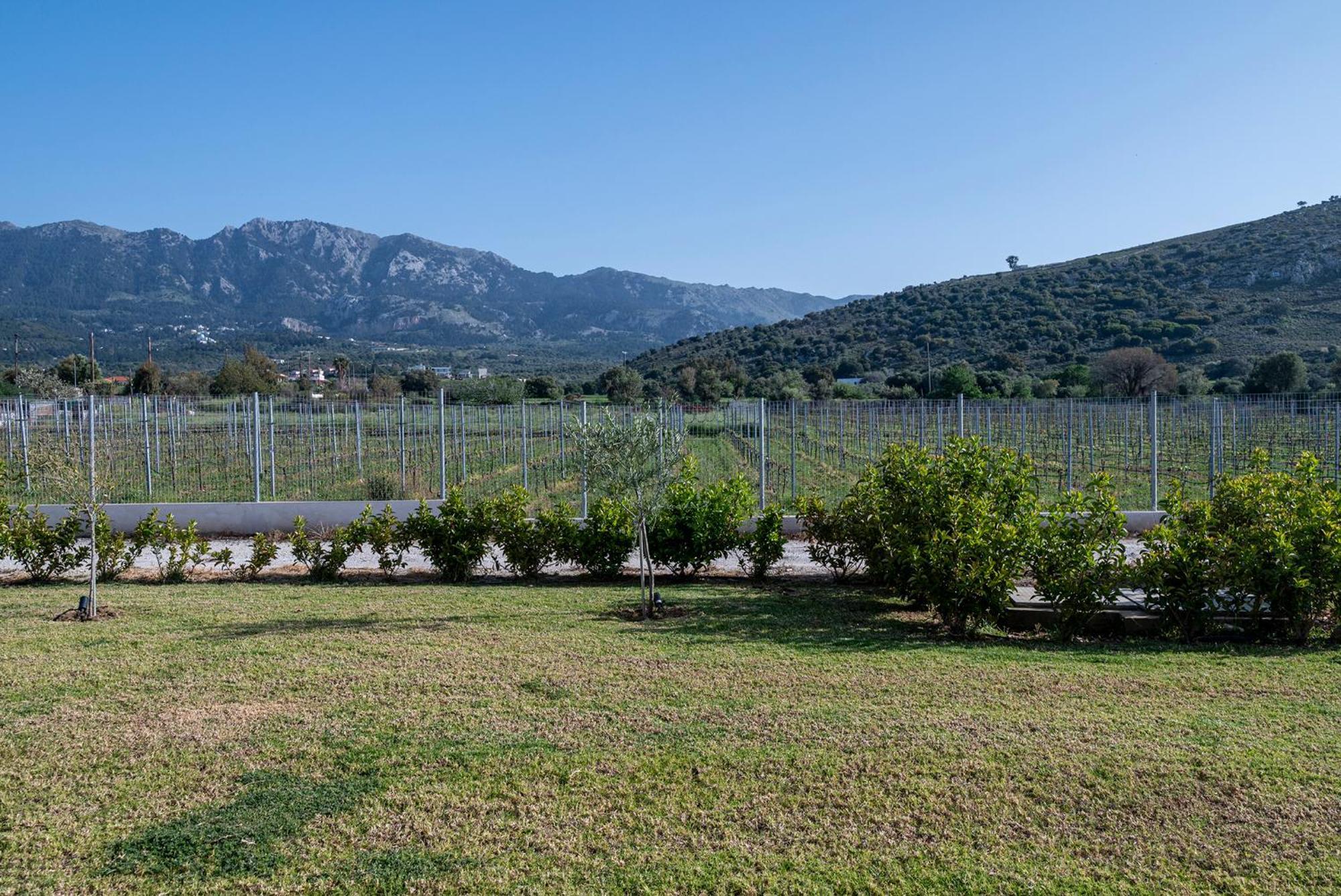 Olive Tree Garden Tatil Evi